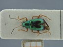 BE-RBINS-ENT Percolaspis godmani doloresa K30_D04_039 Dorsal.jpg
