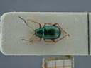 BE-RBINS-ENT Percolaspis godmani doloresa K30_D04_041 Dorsal.jpg