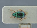 BE-RBINS-ENT Percolaspis godmani doloresa K30_D04_042 Dorsal.jpg