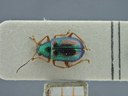 BE-RBINS-ENT Percolaspis godmani doloresa K30_D04_043 Dorsal.jpg