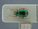BE-RBINS-ENT Percolaspis godmani doloresa K30_D04_044 Dorsal.jpg
