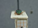BE-RBINS-ENT Percolaspis godmani doloresa K30_D04_044 Frontal.jpg