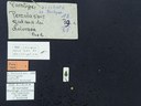 BE-RBINS-ENT Percolaspis godmani doloresa K30_D04_046 Label.JPG