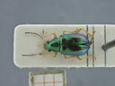 BE-RBINS-ENT Percolaspis godmani doloresa K30_D04_047 Dorsal.jpg