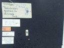 BE-RBINS-ENT Percolaspis godmani doloresa K30_D04_050 Label.JPG