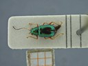 BE-RBINS-ENT Percolaspis godmani doloresa K30_D04_052 Dorsal.jpg