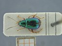 BE-RBINS-ENT Percolaspis godmani doloresa K30_D04_054 Dorsal.jpg