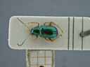 BE-RBINS-ENT Percolaspis godmani doloresa K30_D04_055 Dorsal.jpg