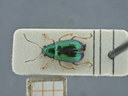 BE-RBINS-ENT Percolaspis godmani doloresa K30_D04_058 Dorsal.jpg