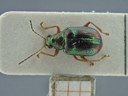 BE-RBINS-ENT Percolaspis godmani doloresa K30_D04_062 Dorsal.jpg