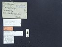 BE-RBINS-ENT Percolaspis godmani doloresa K30_D04_062 Label.JPG
