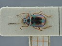 BE-RBINS-ENT Percolaspis godmani doloresa K30_D04_063 Dorsal.jpg