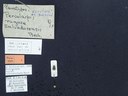 BE-RBINS-ENT Percolaspis godmani doloresa K30_D04_063 Label.JPG