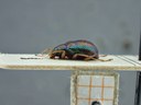 BE-RBINS-ENT Percolaspis godmani doloresa K30_D04_063 Lateral.jpg
