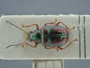 BE-RBINS-ENT Percolaspis godmani doloresa K30_D04_064 Dorsal.jpg