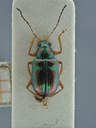 BE-RBINS-ENT Percolaspis godmani doloresa K30_D04_065 Dorsal.jpg