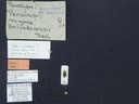 BE-RBINS-ENT Percolaspis godmani doloresa K30_D04_065 Label.JPG