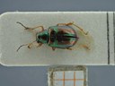 BE-RBINS-ENT Percolaspis godmani doloresa K30_D04_066 Dorsal.jpg