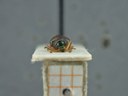 BE-RBINS-ENT Percolaspis godmani doloresa K30_D04_066 Frontal.jpg