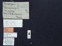 BE-RBINS-ENT Percolaspis godmani doloresa K30_D04_067 Label.JPG