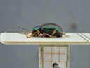 BE-RBINS-ENT Percolaspis godmani doloresa K30_D04_067 Lateral.jpg