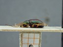 BE-RBINS-ENT Percolaspis godmani doloresa K30_D04_068 Lateral.jpg