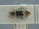 BE-RBINS-ENT Percolaspis godmani doloresa K30_D04_069 Dorsal.jpg