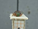 BE-RBINS-ENT Percolaspis godmani doloresa K30_D04_069 Frontal.jpg