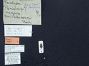 BE-RBINS-ENT Percolaspis godmani doloresa K30_D04_069 Label.JPG