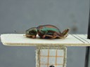 BE-RBINS-ENT Percolaspis godmani doloresa K30_D04_069 Lateral.jpg
