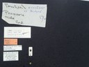 BE-RBINS-ENT Percolaspis godmani doloresa K30_D04_071 Label.JPG