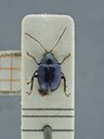 BE-RBINS-ENT Percolaspis godmani doloresa K30_D04_072 Dorsal.jpg