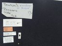 BE-RBINS-ENT Percolaspis godmani doloresa K30_D04_072 Label.JPG