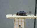 BE-RBINS-ENT Percolaspis godmani doloresa K30_D04_072 Lateral.jpg