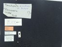 BE-RBINS-ENT Percolaspis godmani doloresa K30_D04_073 Label.JPG