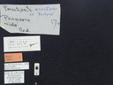 BE-RBINS-ENT Percolaspis godmani doloresa K30_D04_075 Label.JPG
