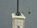 BE-RBINS-ENT Percolaspis godmani doloresa K30_D04_076 Frontal.jpg