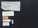 BE-RBINS-ENT Percolaspis godmani doloresa K30_D04_076 Label.JPG