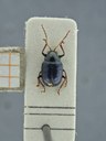 BE-RBINS-ENT Percolaspis godmani doloresa K30_D04_077 Dorsal.jpg