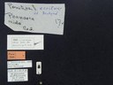BE-RBINS-ENT Percolaspis godmani doloresa K30_D04_077 Label.JPG