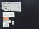 BE-RBINS-ENT Percolaspis godmani doloresa K30_D04_079 Label.JPG