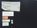 BE-RBINS-ENT Percolaspis godmani doloresa K30_D04_080 Label.JPG