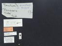 BE-RBINS-ENT Percolaspis godmani doloresa K30_D04_081 Label.JPG