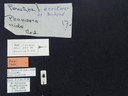 BE-RBINS-ENT Percolaspis godmani doloresa K30_D04_083 Label.JPG