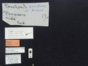 BE-RBINS-ENT Percolaspis godmani doloresa K30_D04_084 Label.JPG