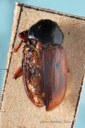 BE-RBINS-ENT Liniscus fasciolatus 1 - 7232 - 7251.JPG