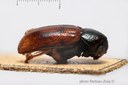 BE-RBINS-ENT Liniscus fasciolatus 1 - 7252 - 7271.JPG