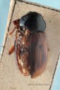 BE-RBINS-ENT Liniscus fasciolatus 1 - 6192 - 6212.JPG