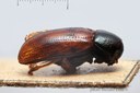 BE-RBINS-ENT Liniscus fasciolatus 1 - 6213 - 6236.JPG