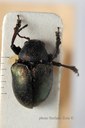 BE-RBINS-ENT Macetes albicans 1 - 6878 - 6890.JPG